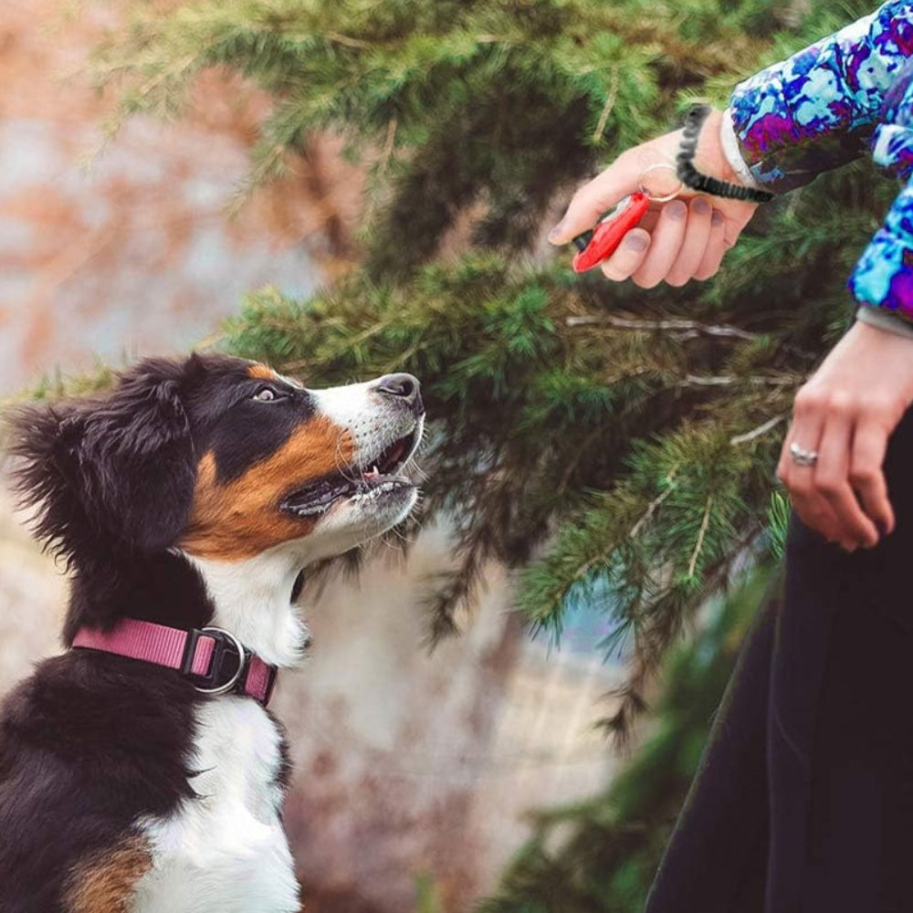Clicky™ - Clicker de dressage pour chien